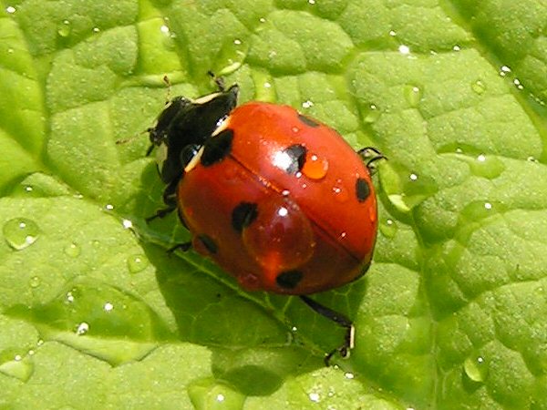 06ladybug.jpg