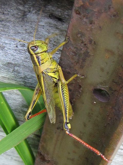 fauna05.jpg