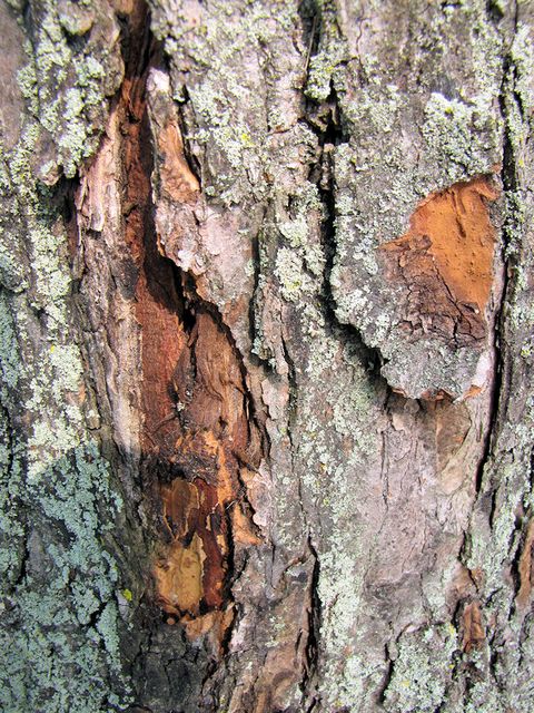 texture04.jpg