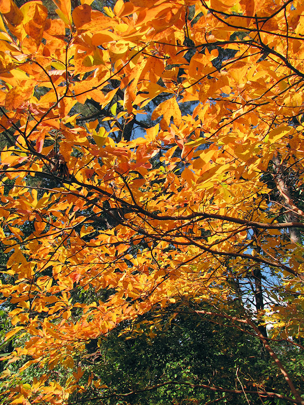 2012_10_highpark03.jpg