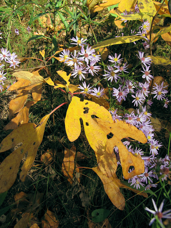 2012_10_highpark05.jpg